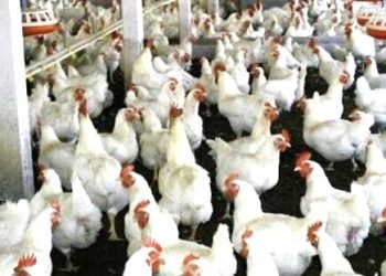 پنجاب کی بڑی فیڈ فیکٹری بند کرنے کا اعلان، پولٹری بحران کا خدشہ