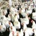 پنجاب کی بڑی فیڈ فیکٹری بند کرنے کا اعلان، پولٹری بحران کا خدشہ