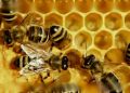 اب شہد کی مکھیوں کو ویکسین لگے گی، امریکہ نے منظوری دے دی