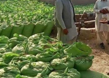 پنجاب سے گندم کی 10 ہزار بوریاں خیبر پختونخواہ سمگل کرنے کی کوشش ناکام