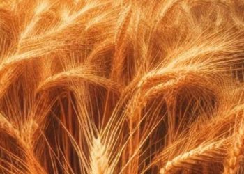 wheat crop