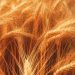 wheat crop
