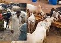 animals Eid