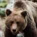 bear balakot