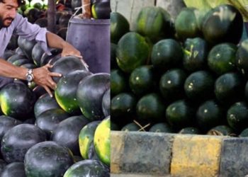 watermelon injection