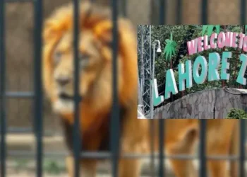 لاہور سفاری چڑیا گھر 15 دن کے لیے بند کرنے کا فیصلہ