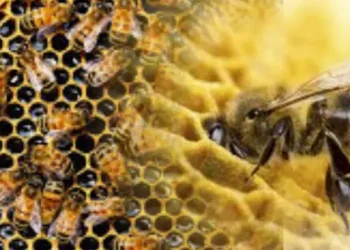 honey bees