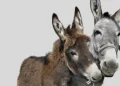 donkeys