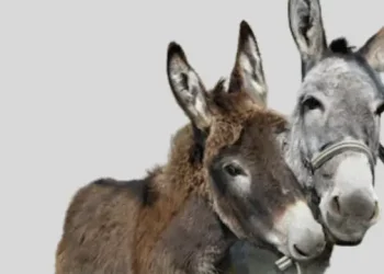 donkeys