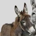 donkeys